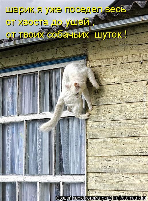 шарик,я уже поседел весь от хвоста до ушей , от твоих собачьих шуток !... Котоматрица: шарик,я уже поседел весь от хвоста до ушей , от твоих собачьих шуток !