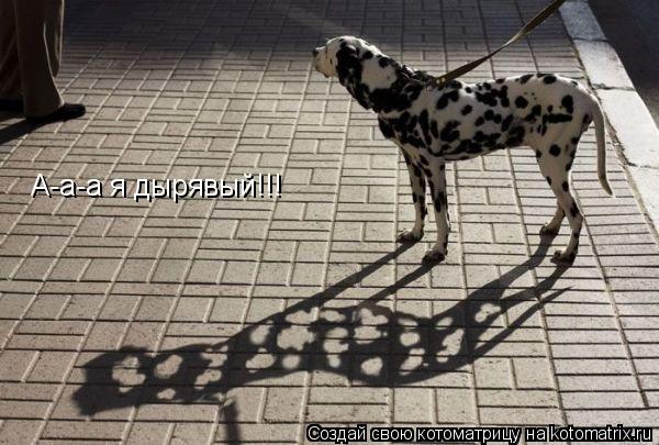 А-а-а я дырявый!!!... Котоматрица: А-а-а я дырявый!!!