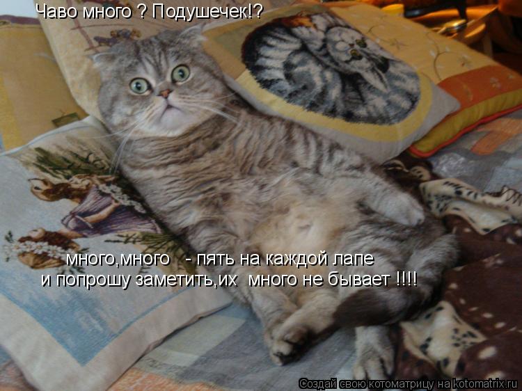 Чаво много ? Подушечек!? много,много - пять на каждой лапе и попрошу заметить,их много не бывает ... Котоматрица: Чаво много ? Подушечек!? много,много - пять на каждой лапе и попрошу заметить,их много не бывает !!!!
