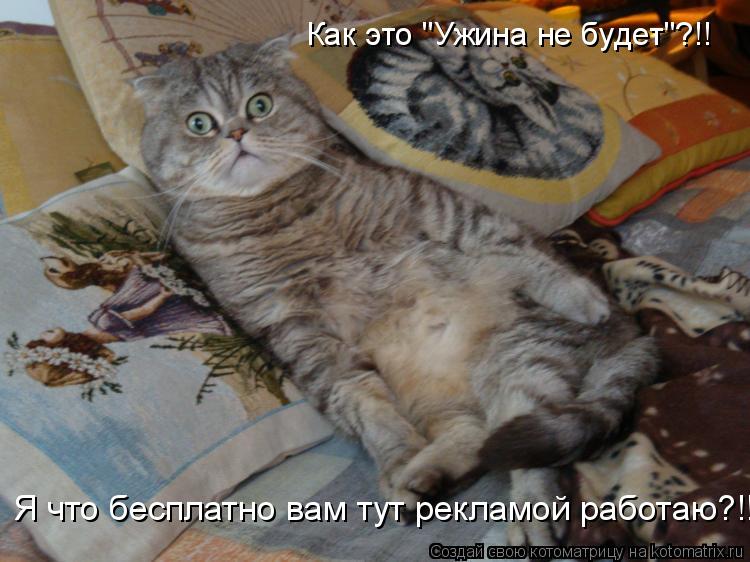 Как это "Ужина не будет"?!! Я что бесплатно вам тут рекламой работаю?!!... Котоматрица: Как это "Ужина не будет"?!! Я что бесплатно вам тут рекламой работаю?!!