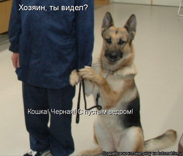Кошка! Черная! С пустым ведром! Хозяин, ты видел?... Котоматрица: Кошка! Черная! С пустым ведром! Хозяин, ты видел?