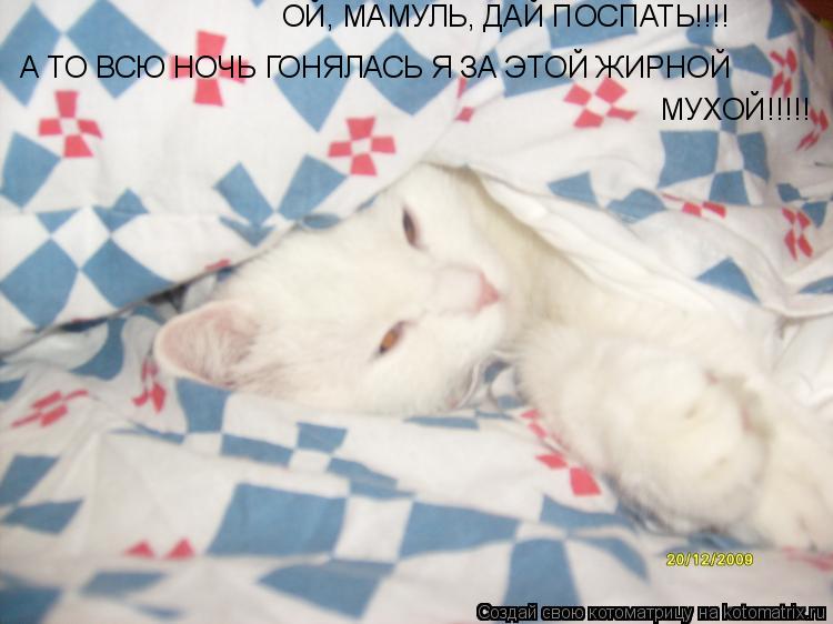 ОЙ, МАМУЛЬ, ДАЙ ПОСПАТЬ!!!! А ТО ВСЮ НОЧЬ ГОНЯЛАСЬ Я ЗА ЭТОЙ ЖИРНОЙ МУХОЙ!! А ТО ВСЮ НОЧЬ ГОНЯЛАСЬ Я ... Котоматрица: ОЙ, МАМУЛЬ, ДАЙ ПОСПАТЬ!!!! А ТО ВСЮ НОЧЬ ГОНЯЛАСЬ Я ЗА ЭТОЙ ЖИРНОЙ МУХОЙ!! А ТО ВСЮ НОЧЬ ГОНЯЛАСЬ Я ЗА ЭТОЙ ЖИРНОЙ МУХОЙ!!!!!