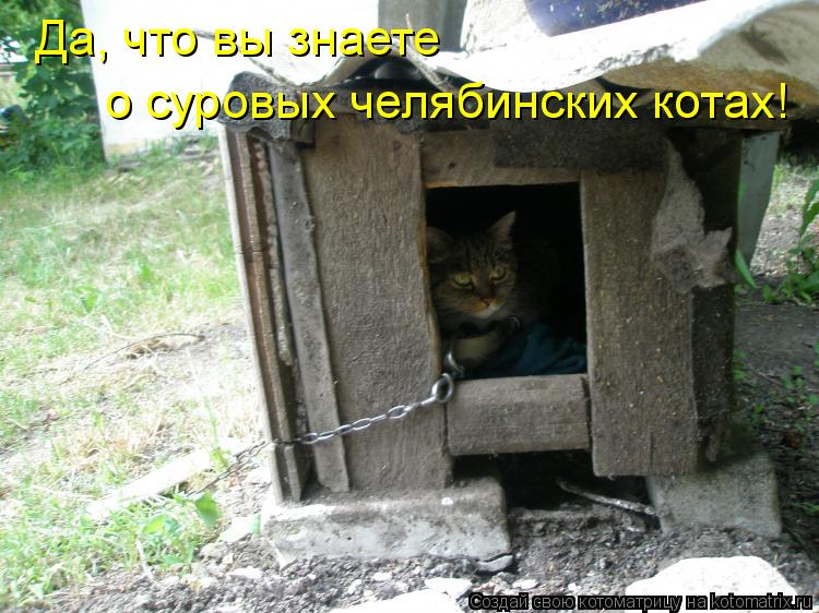 Да, что вы знаете о суровых челябинских котах!... Котоматрица: Да, что вы знаете о суровых челябинских котах!