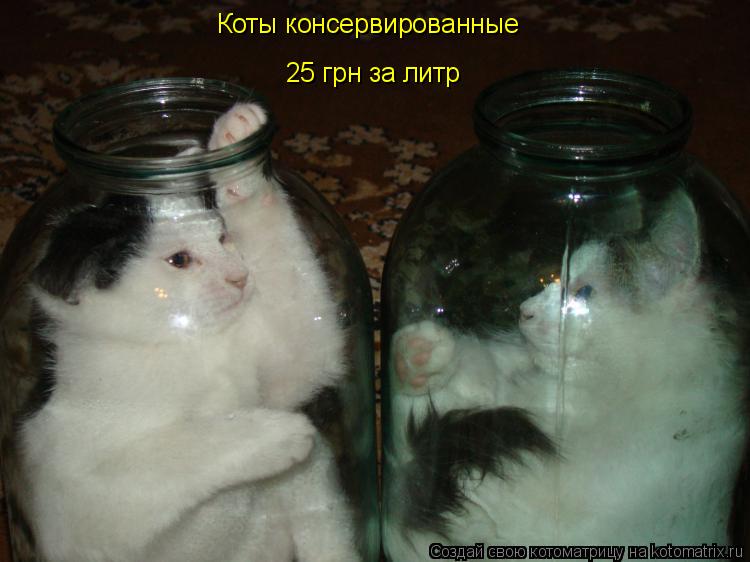 25 грн за литр Коты консервированные... Котоматрица: 25 грн за литр Коты консервированные