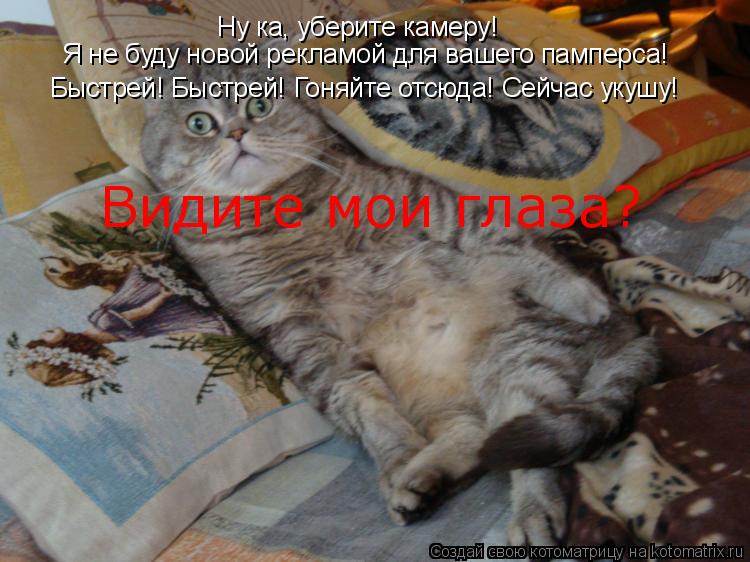 Ну ка, уберите камеру! Я не буду новой рекламой для вашего памперса! Быстрей! Быстрей! Гоняйте отсюда... Котоматрица: Ну ка, уберите камеру! Я не буду новой рекламой для вашего памперса! Быстрей! Быстрей! Гоняйте отсюда! Сейчас укушу! Видите мои глаза?