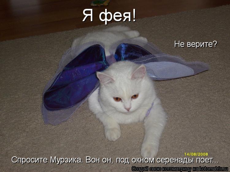 Я фея! Не верите? Спросите Мурзика. Вон он, под окном серенады поет...... Котоматрица: Я фея! Не верите? Спросите Мурзика. Вон он, под окном серенады поет...