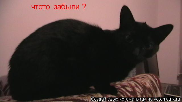 чтото забыли ?... Котоматрица: чтото забыли ?