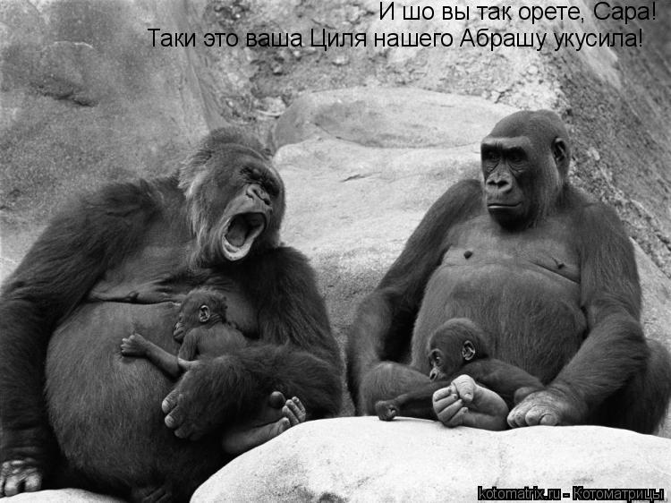 И шо вы так орете, Сара! Таки это ваша Циля нашего Абрашу укусила!... Котоматрица: И шо вы так орете, Сара! Таки это ваша Циля нашего Абрашу укусила!