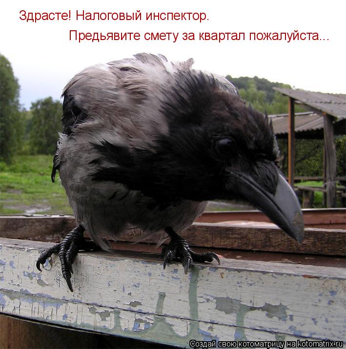 Здрасте! Налоговый инспектор. Предьявите смету за квартал пожалуйста...... Котоматрица: Здрасте! Налоговый инспектор. Предьявите смету за квартал пожалуйста...