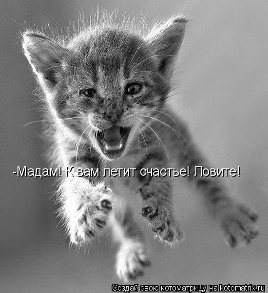 -Мадам! К вам летит счастье! Ловите!... Котоматрица: -Мадам! К вам летит счастье! Ловите!
