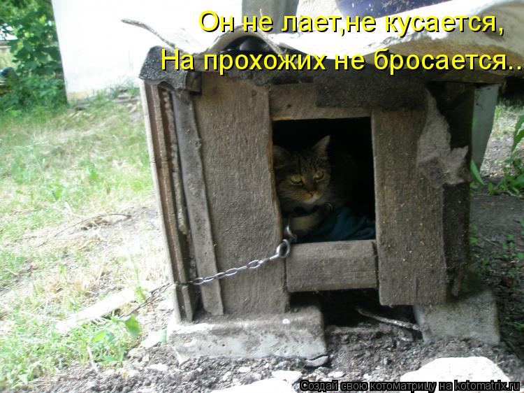 Он не лает,не кусается, На прохожих не бросается...... Котоматрица: Он не лает,не кусается, На прохожих не бросается...