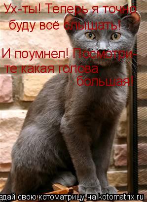 Ух-ты! Теперь я точно буду всё слышать! И поумнел! Посмотри- те какая голова большая!... Котоматрица: Ух-ты! Теперь я точно буду всё слышать! И поумнел! Посмотри- те какая голова большая!