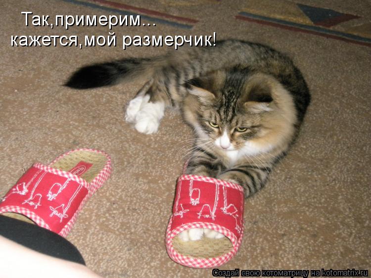 Так,примерим... кажется,мой размерчик!... Котоматрица: Так,примерим... кажется,мой размерчик!