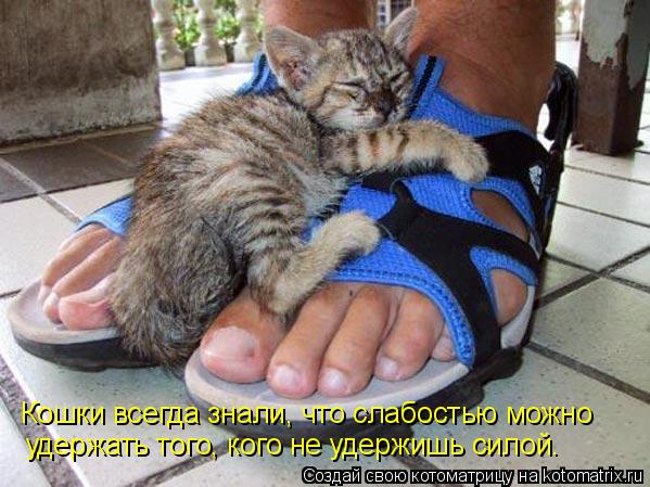 Кошки всегда знали, что слабостью можно удержать того, кого не удержишь силой.... Котоматрица: Кошки всегда знали, что слабостью можно удержать того, кого не удержишь силой.
