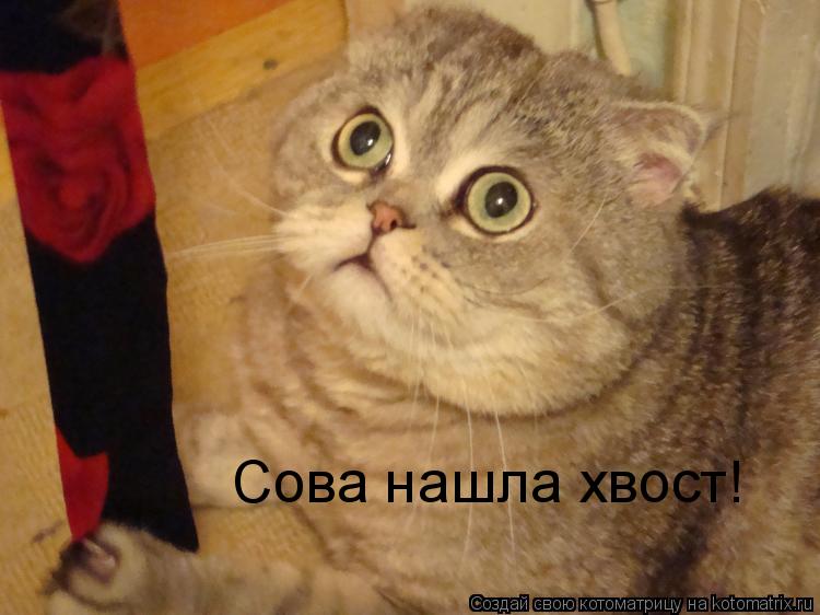 Сова нашла хвост!... Котоматрица: Сова нашла хвост!