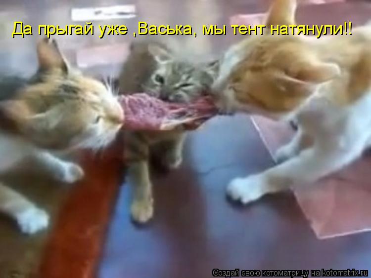 Да прыгай уже ,Васька, мы тент натянули!!... Котоматрица: Да прыгай уже ,Васька, мы тент натянули!!