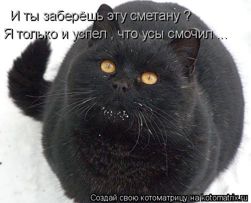 И ты заберёшь эту сметану ? Я только и успел , что усы смочил ...... Котоматрица: И ты заберёшь эту сметану ? Я только и успел , что усы смочил ...