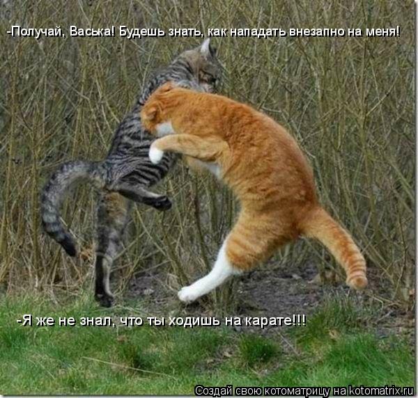 -Получай, Васька! Будешь знать, как нападать внезапно на меня! -Я же не знал, что ты ходишь на карате... Котоматрица: -Получай, Васька! Будешь знать, как нападать внезапно на меня! -Я же не знал, что ты ходишь на карате!!!