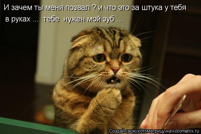 И зачем ты меня позвал ? и что это за штука у тебя в руках ... тебе нужен мой зуб ...... Котоматрица: И зачем ты меня позвал ? и что это за штука у тебя в руках ... тебе нужен мой зуб ...