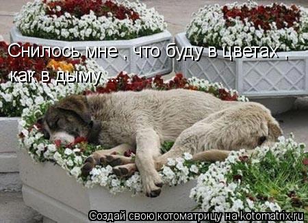 Снилось мне , что буду в цветах , как в дыму ...... Котоматрица: Снилось мне , что буду в цветах , как в дыму ...