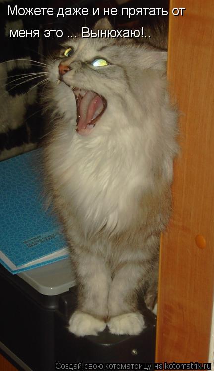 Можете даже и не прятать от меня это ... Вынюхаю!..... Котоматрица: Можете даже и не прятать от меня это ... Вынюхаю!..