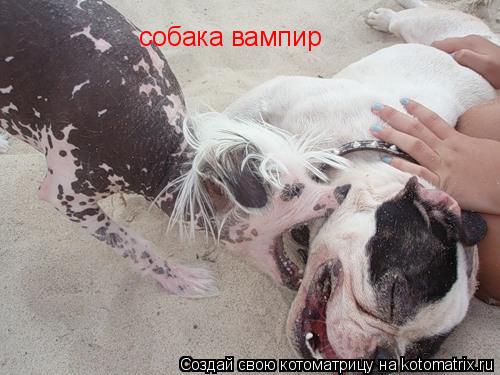 собака вампир... Котоматрица: собака вампир