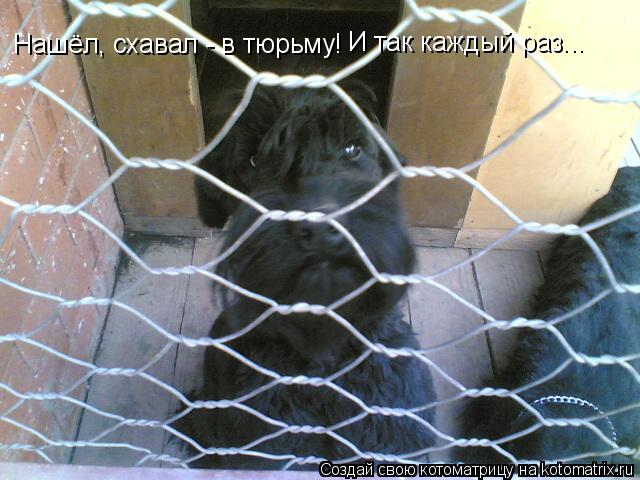 Нашёл, схавал - в тюрьму! И так каждый раз...... Котоматрица: Нашёл, схавал - в тюрьму! И так каждый раз...