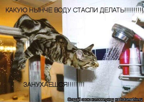 КАКУЮ НЫНЧЕ ВОДУ СТАСЛИ ДЕЛАТЬ!!!!!!!!!! ЗАНУХАЕШСЯ!!!!!!!!!... Котоматрица: КАКУЮ НЫНЧЕ ВОДУ СТАСЛИ ДЕЛАТЬ!!!!!!!!!! ЗАНУХАЕШСЯ!!!!!!!!!