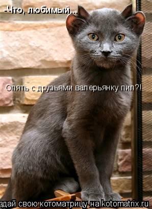 -Что, любимый... Опять с друзьями валерьянку пил?!... Котоматрица: -Что, любимый... Опять с друзьями валерьянку пил?!