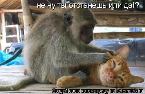не ну ты отстанешь или да!?... Котоматрица: не ну ты отстанешь или да!?