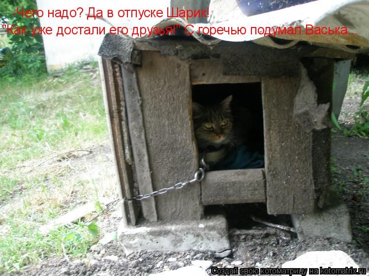 -Чего надо? Да в отпуске Шарик! "Как уже достали его друзья!" С горечью подумал Васька...... Котоматрица: -Чего надо? Да в отпуске Шарик! "Как уже достали его друзья!" С горечью подумал Васька...