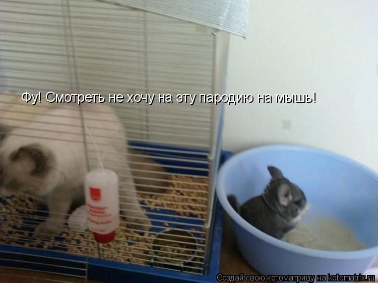 Фу! Смотреть не хочу на эту пародию на мышь!... Котоматрица: Фу! Смотреть не хочу на эту пародию на мышь!