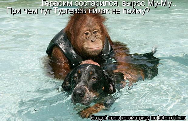 Герасим состарился, вырос Му-Му... При чем тут Тургенев никак не пойму?... Котоматрица: Герасим состарился, вырос Му-Му... При чем тут Тургенев никак не пойму?