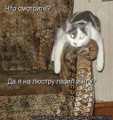 Что смотрите? Да я на люстру лазил и что?... Котоматрица: Что смотрите? Да я на люстру лазил и что?
