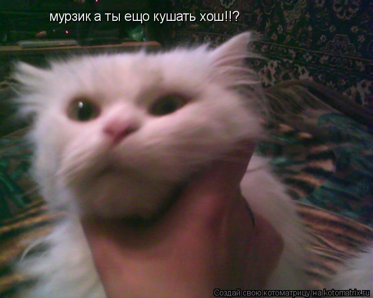 мурзик а ты ещо кушать хош!!?... Котоматрица: мурзик а ты ещо кушать хош!!?