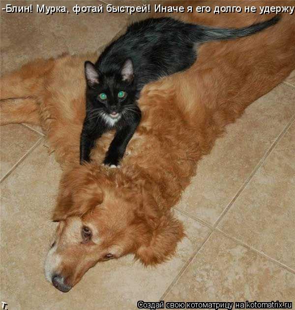 -Блин! Мурка, фотай быстрей! Иначе я его долго не удержу!... Котоматрица: -Блин! Мурка, фотай быстрей! Иначе я его долго не удержу!