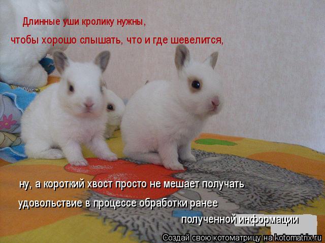 Длинные уши кролику нужны, чтобы хорошо слышать, что и где шевелится, ну, а короткий хвост просто н... Котоматрица: Длинные уши кролику нужны, чтобы хорошо слышать, что и где шевелится, ну, а короткий хвост просто не мешает получать удовольствие в процесс