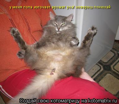у меня попа източает аромат роз! невереш понюхай... Котоматрица: у меня попа източает аромат роз! невереш понюхай