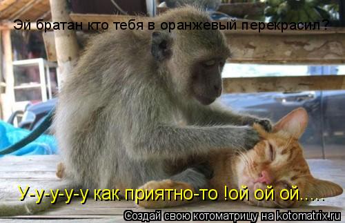 У-у-у-у-у как приятно-то !ой ой ой..... Эй братан кто тебя в оранжевый перекрасил?... Котоматрица: У-у-у-у-у как приятно-то !ой ой ой..... Эй братан кто тебя в оранжевый перекрасил?