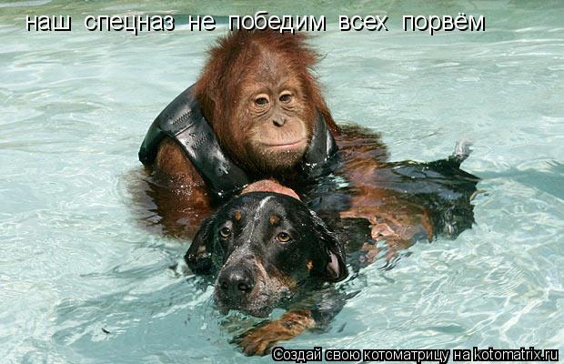 наш спецназ не победим всех порвём... Котоматрица: наш спецназ не победим всех порвём