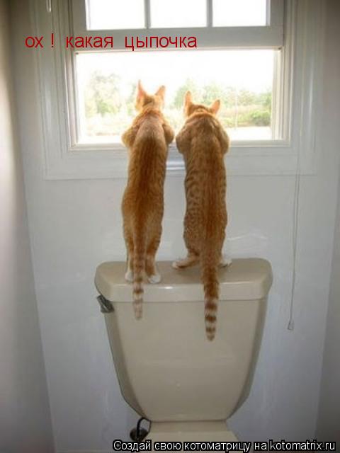 ох ! какая цыпочка... Котоматрица: ох ! какая цыпочка