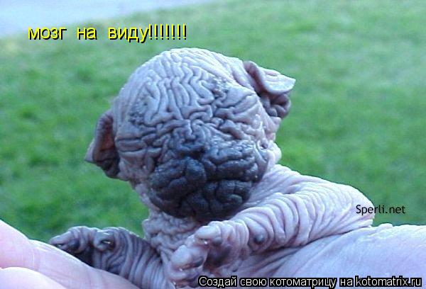 мозг на виду!!!!!!!... Котоматрица: мозг на виду!!!!!!!