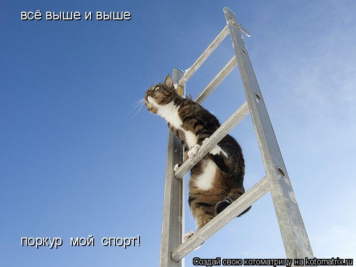 всё выше и выше поркур мой спорт!... Котоматрица: всё выше и выше поркур мой спорт!