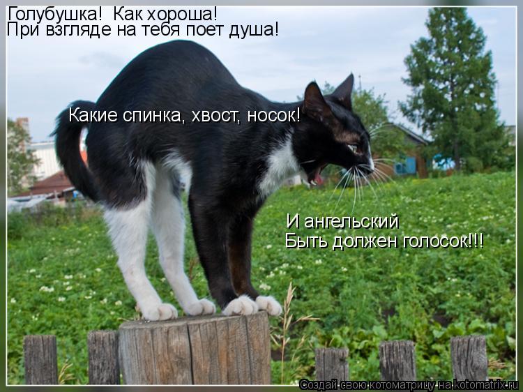 Голубушка! Как хороша! Какие спинка, хвост, носок! И ангельский Быть должен голосок!!! При взгляде ... Котоматрица: Голубушка! Как хороша! Какие спинка, хвост, носок! И ангельский Быть должен голосок!!! При взгляде на тебя поет душа!