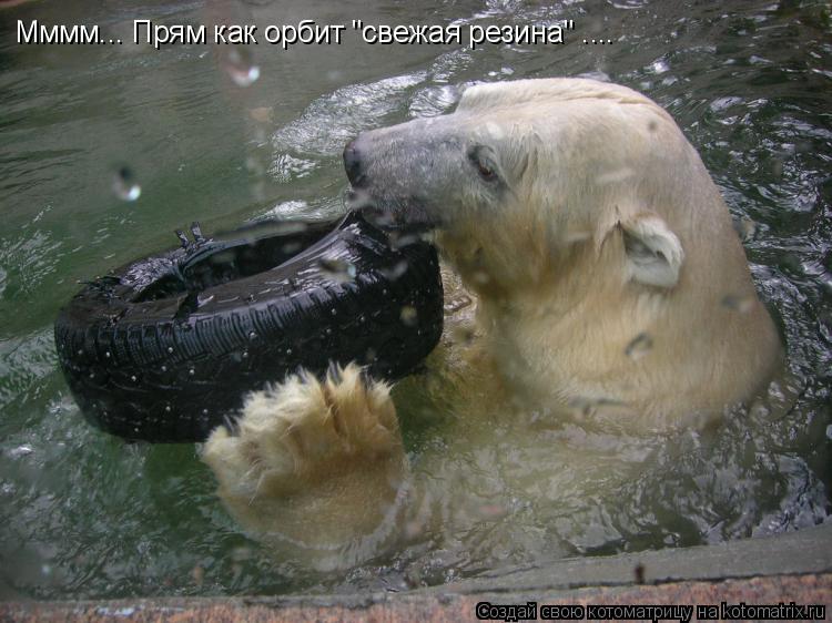 Мммм... Прям как орбит "свежая резина" ....... Котоматрица: Мммм... Прям как орбит "свежая резина" ....