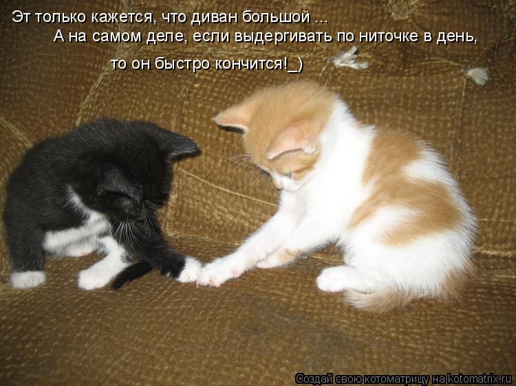 Котоматрица: Эт только кажется, что диван большой ... А на самом деле, если выдергивать по ниточке в день, то он быстро кончится!_)