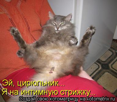 Эй, цирюльник... Я на интимную стрижку...... Котоматрица: Эй, цирюльник... Я на интимную стрижку...