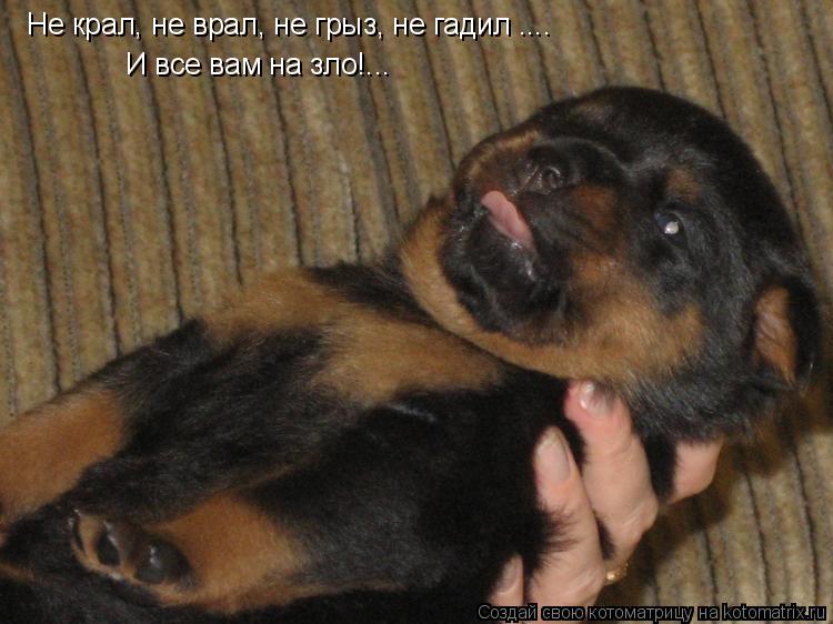 Не крал, не врал, не грыз, не гадил .... И все вам на зло!...... Котоматрица: Не крал, не врал, не грыз, не гадил .... И все вам на зло!...