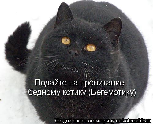 Подайте на пропитание бедному котику (Бегемотику)... Котоматрица: Подайте на пропитание бедному котику (Бегемотику)