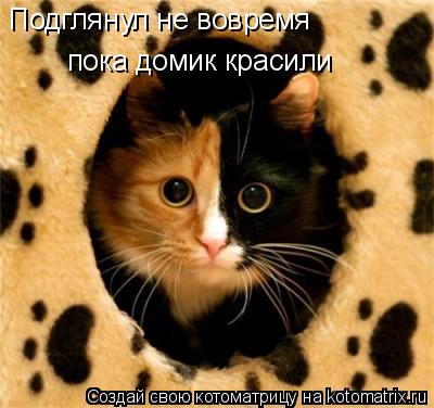 Подглянул не вовремя пока домик красили... Котоматрица: Подглянул не вовремя пока домик красили
